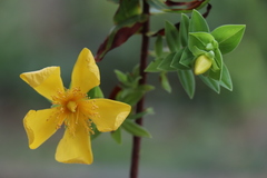 Hypericum mysurense